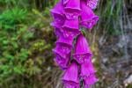 D50_4779.jpg