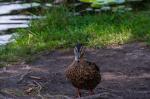 DSC_1747.jpg
