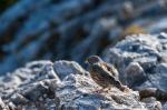 DSC_5053.jpg