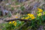 DSC_5140.jpg