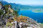 Schlüsselblumen über dem Kochelsee, im Hintergrund schon mein Tagesziel