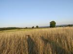 IMG_20250809_194330376.jpg